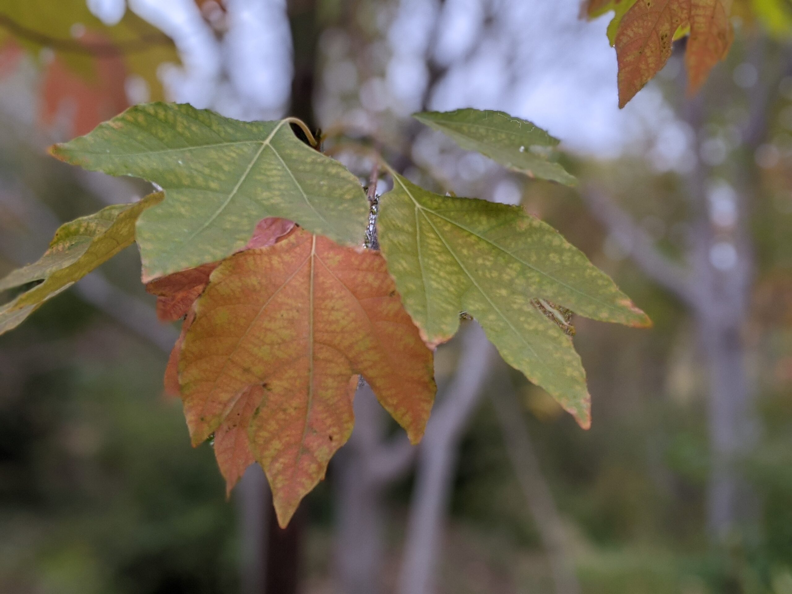 Fall Colors In San Francisco