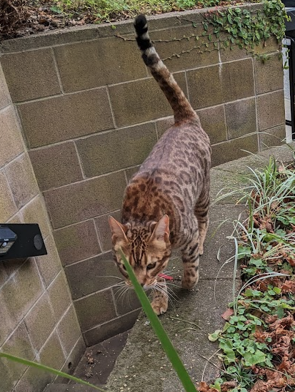 tiger stripe cate