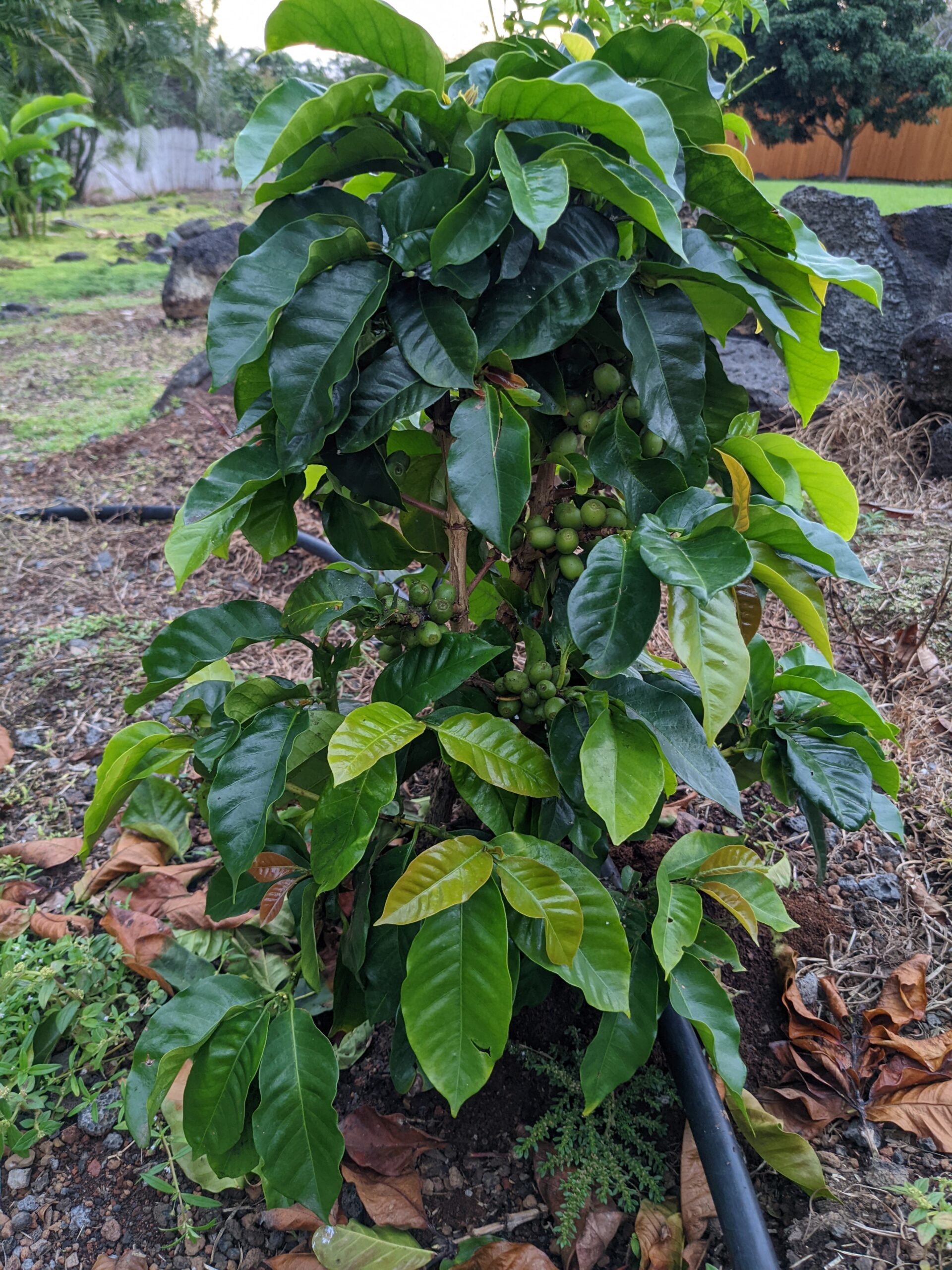 Coffee Plants fruiting berries in Hawaii