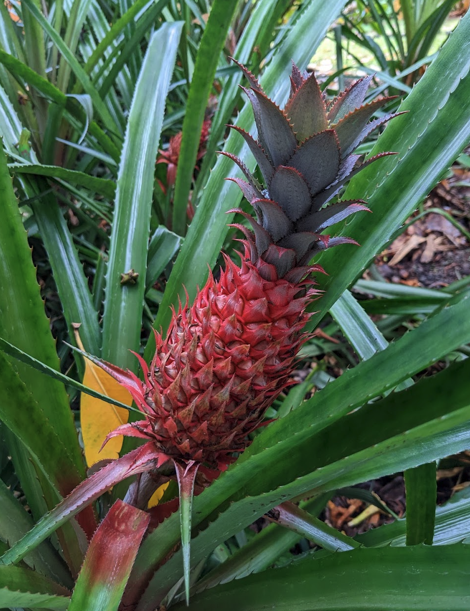 pineapples in Hawaii