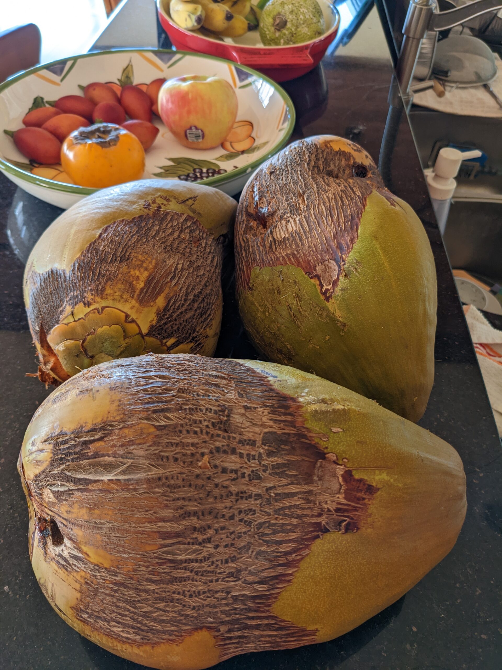 21 foot high coconut tree trimming