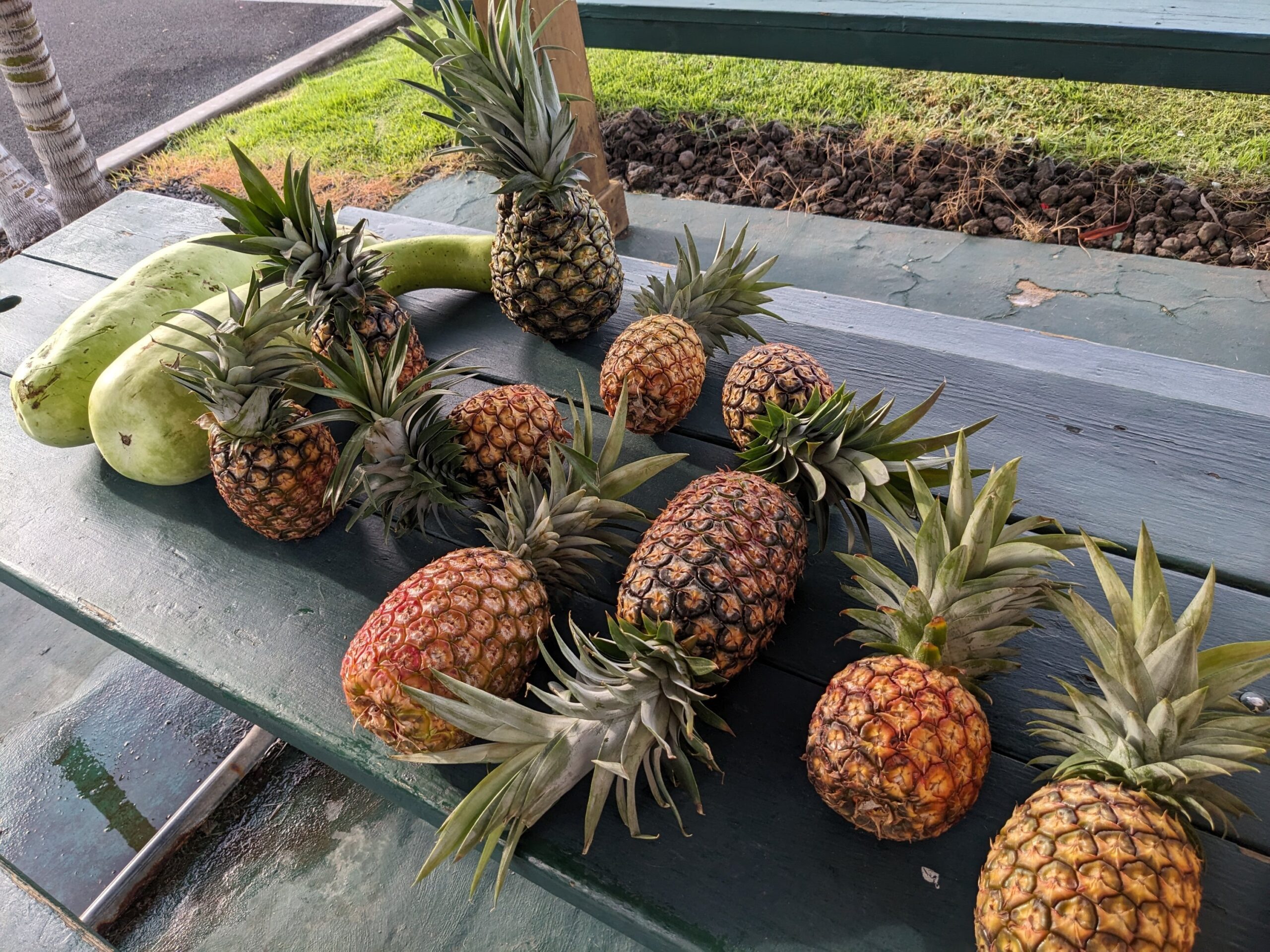 Hawaii Farming: fruit sharing on tennis courts