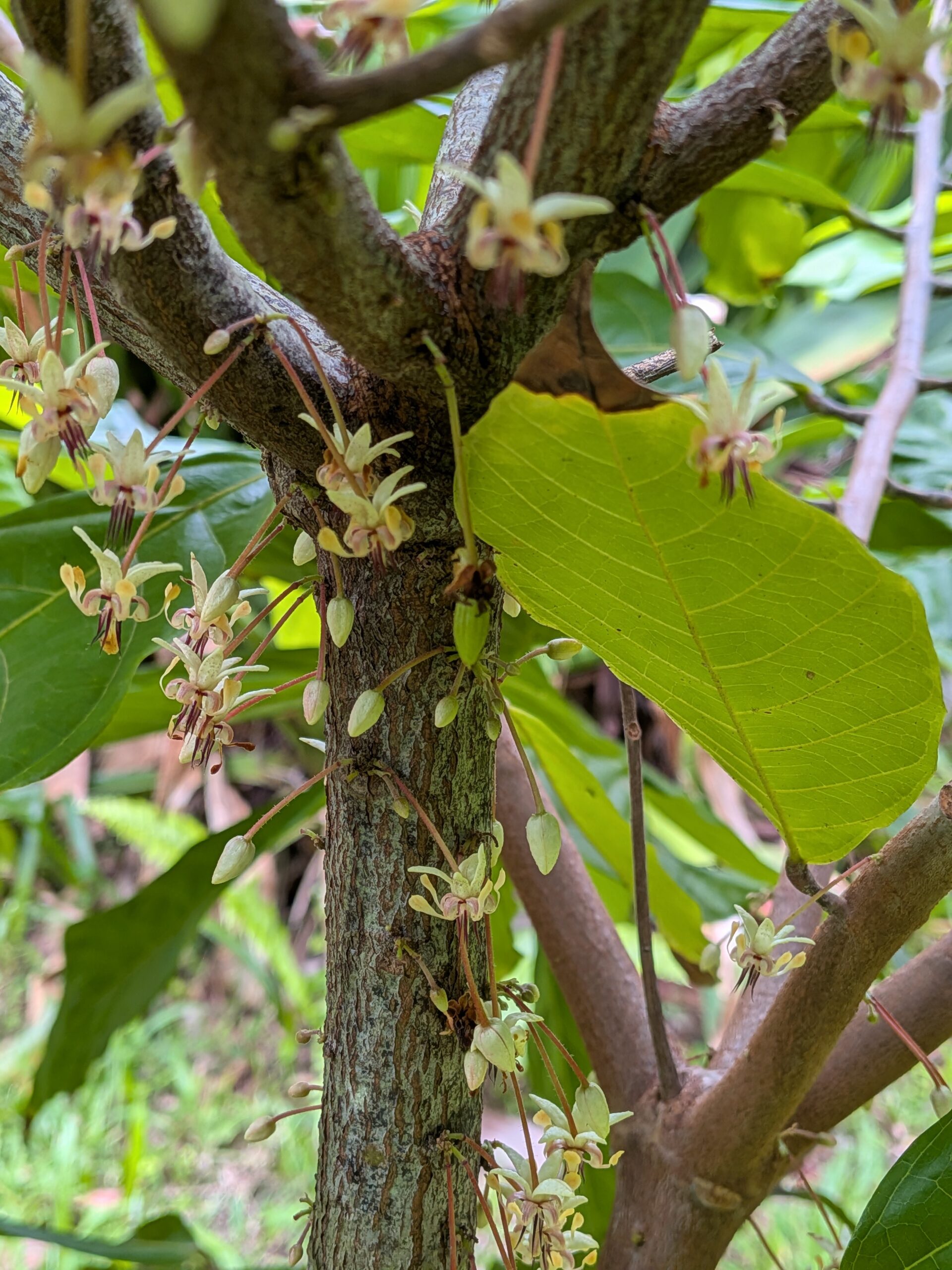 cocoa plant with a single fruit